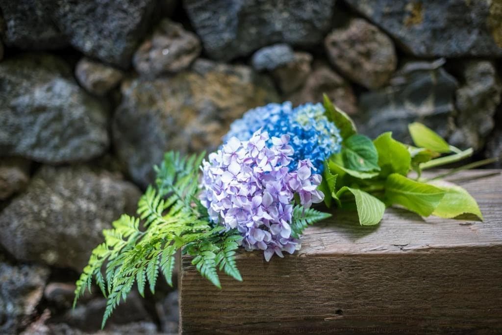 Ramo de hortensias azules y rosas sobre el muro de piedra del jardín