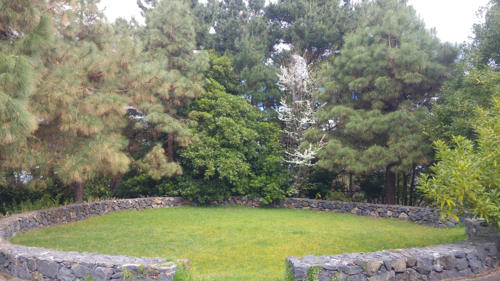 The threshing floor on the estate: a circle of lawn inside a stone wall, among Canary pines