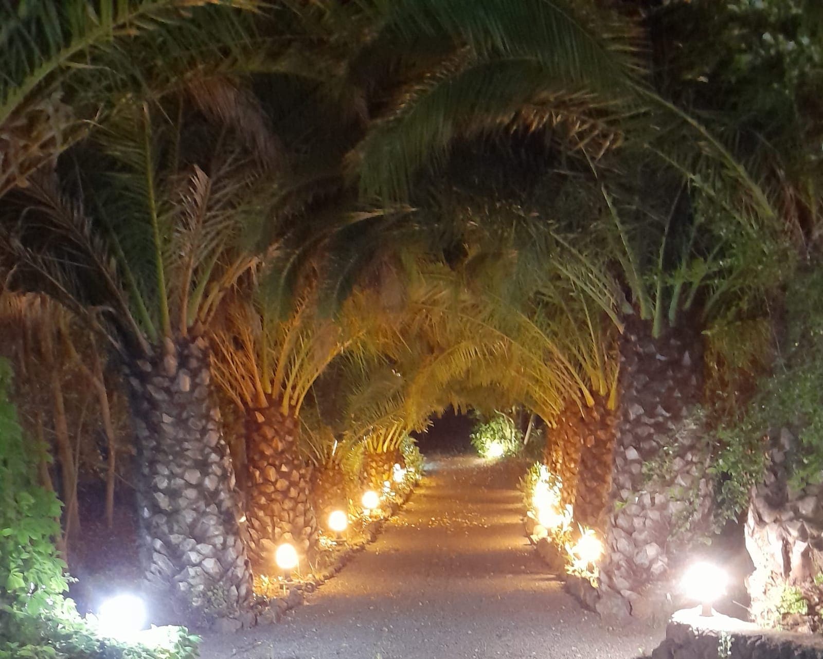 Túnel de palmeras canarias iluminadas con luz cálida durante la noche